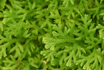Natural background of small green fern leaves (Selaginella Fern) with natural light in the tropical garden.