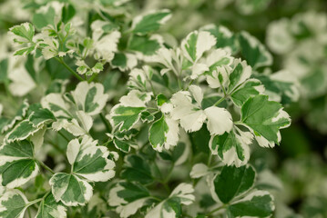 Close-up of Aralia variegated white plant. Green and white leaves under natural sunlight in the tropical garden.
