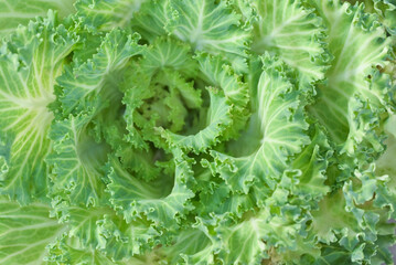 Close-up of fresh green cabbage and lettuce with natural sunlight in a garden, perfect for a...