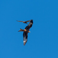 Meeting in the air red kite and common buzzard