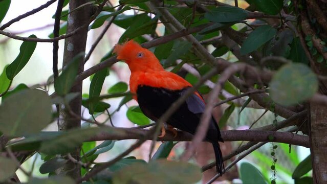 Male Andean cock-of-the-rock, rupicola peruvianus) with striking plumage, perched on tree branch, curiously wondering around its surrounding environment, close up shot of an exotic bird species.