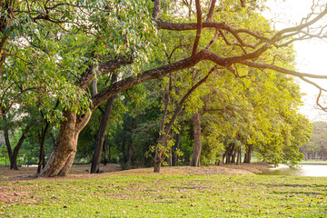 Many big trees at large urban public forest of Wachirabenchathat Park. It is also popularly called as Suan Rot Fai (State Railway Public Park) and is located in Chatuchak district, Bangkok, Thailand.