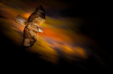 A fast flying bird of prey. Background with autumn colors.