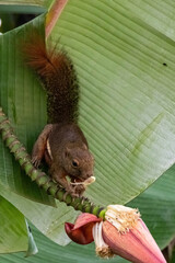 beautiful plaintain squirrel eat edible banana flower