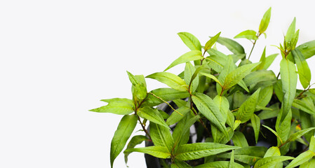 Vietnamese coriander on white background.