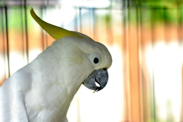 white parrot in the zoo