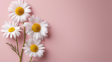 White daisy chamomile flowers on pink background, generative ai