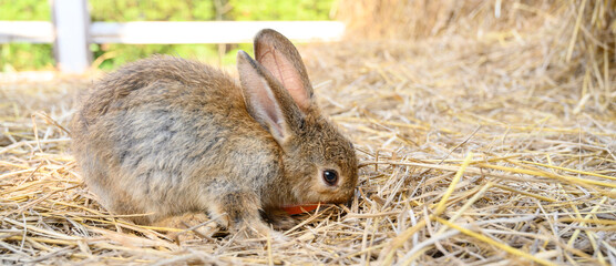 Cute brown rabbit bunny domestic pet on straw. Rabbit farm.