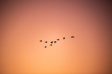 Silhouette of a flock of birds flying past a rising sun.