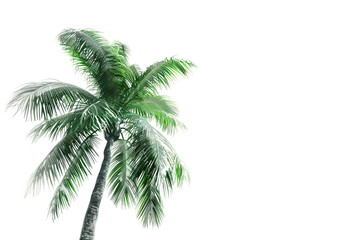 Fototapeta na wymiar palm tree isolated on white