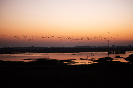 Silhouette of a flock of birds flying past a rising sun with the reflection on still waters of a pond.