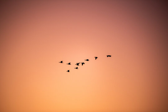 Silhouette of a flock of birds flying past a rising sun.