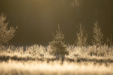 A beautiful young fir tree ner the forest and meadow during early winter sunrise.  Colorful...