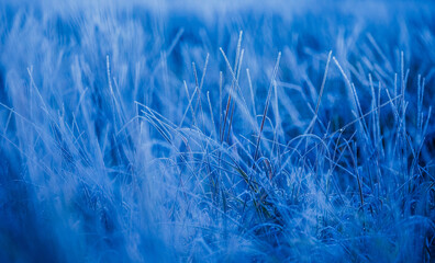 Beautiful winter sunrise scenery of frozen grass with ice crystals. Colorful seasonal scene of early winter in Northern Europe.