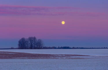 Fototapeta premium A beautiful early dawn landscape with a moon rising above the trees. Winter scenery of Northern Europe.