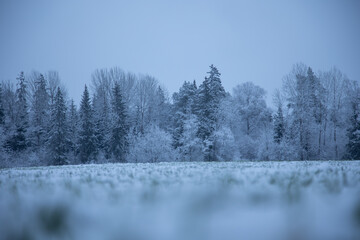 A beautiful snowy forest ner the field in overcast day. Winter landscape of Northern Europe.