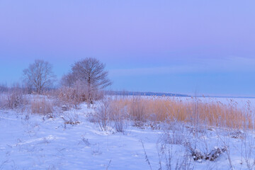 A beautiful snowy forest ner the field in overcast day. Winter landscape of Northern Europe.