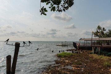 A sunny day from the banks of Vembanad lake, Kumarakom, Kerala.