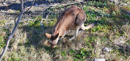 Naklejka premium wild kangaroo