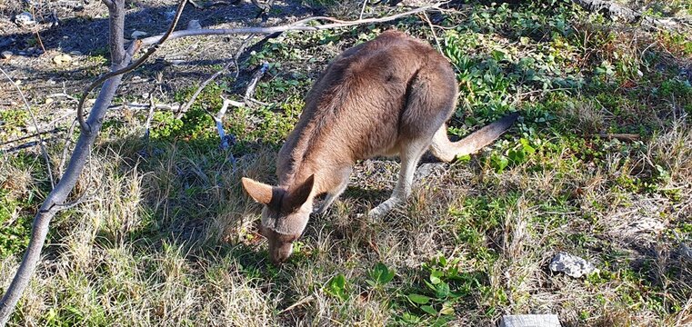 wild kangaroo