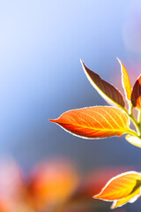 Close-up of young red leaves against blue sky. - 755400527