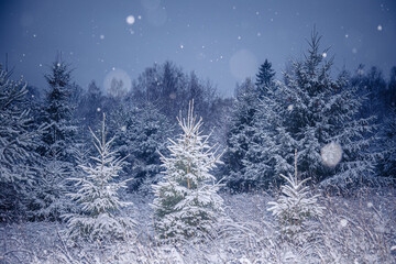 A beautiful forest landscape with falling snowflakes. Overcast winter day with snowy woodlands of Northern Europe.