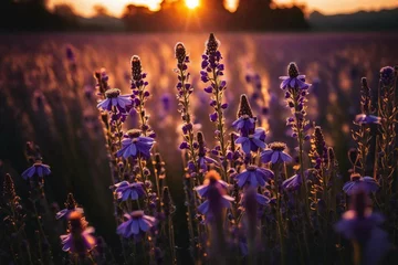 Muurstickers lavender field in the morning © Fanii