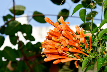 Glorious orange trumpet flowers, with green leaves on a blurred background in the park.