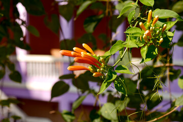 Glorious orange trumpet flowers, with green leaves on a blurred background in the park.