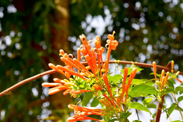 Glorious orange trumpet flowers, with green leaves on a blurred background in the park.