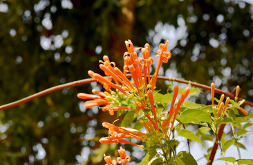 Glorious orange trumpet flowers, with green leaves on a blurred background in the park.