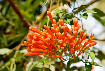 Glorious orange trumpet flowers, with green leaves on a blurred background in the park.