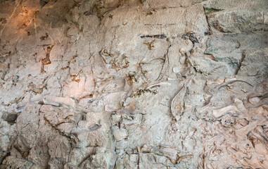 Fossils at Dinosaur National Monument © Zack Frank