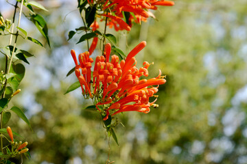 Glorious orange trumpet flowers, with green leaves on a blurred background in the park.