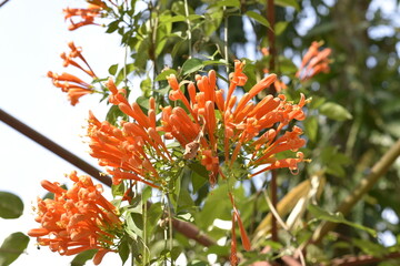 Glorious orange trumpet flowers, with green leaves on a blurred background in the park.