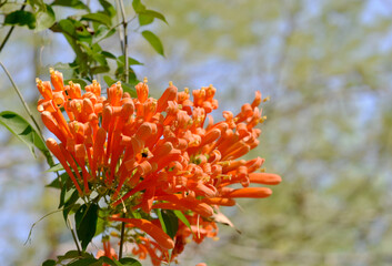 Glorious orange trumpet flowers, with green leaves on a blurred background in the park.