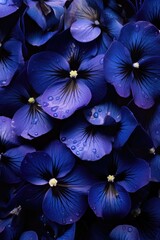 Close-up of blue pansies with water droplets on petals.