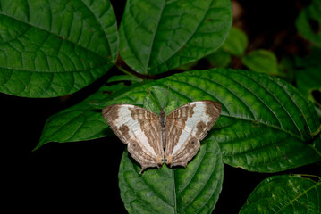 A brown butterfly is sitting on a green leaf. - 755403399