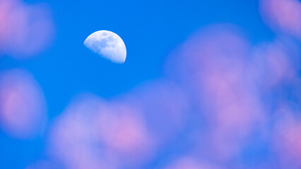 The half-moon shines over a flower garden. - 755403537