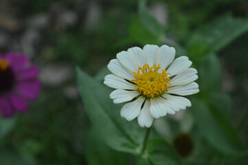 Zinnia elegans flowers in white, photo of flowers with spring colors, the most famous annual flowering plant of the genus Zinia