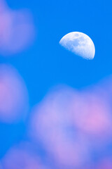 The half-moon shines over a flower garden. - 755404598