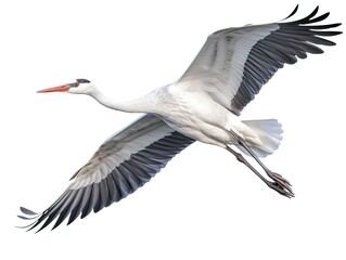 Obraz premium Crane bird flying isolated on white background