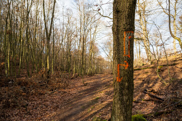 Obraz premium Red marks on tree trunk in autumn forest. Sunny weather.