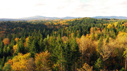 Aerial view of a sunny colorful autumn season forest. - 755407712