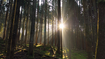 Magic sun rays and beams through trees. - 755407767