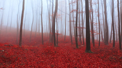 Magical autumn season red coloured foggy forest. - 755407788