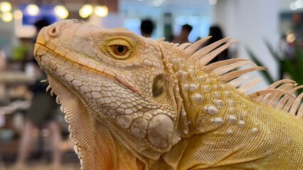 Lovely arrogant iguana