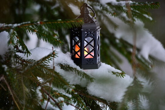 lighted Christmas lantern hangs on the green branches of a pine tree covered with snow in twilight at coniferous forest