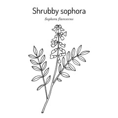 Shrubby sophora (Sophora flavescens), medicinal plant.