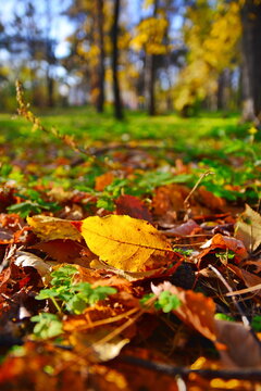 Autumn yellow fallen leaf of a tree on the ground and grass in the park on a blurred background of trees illuminated by bright sunlight. Vertical frame
